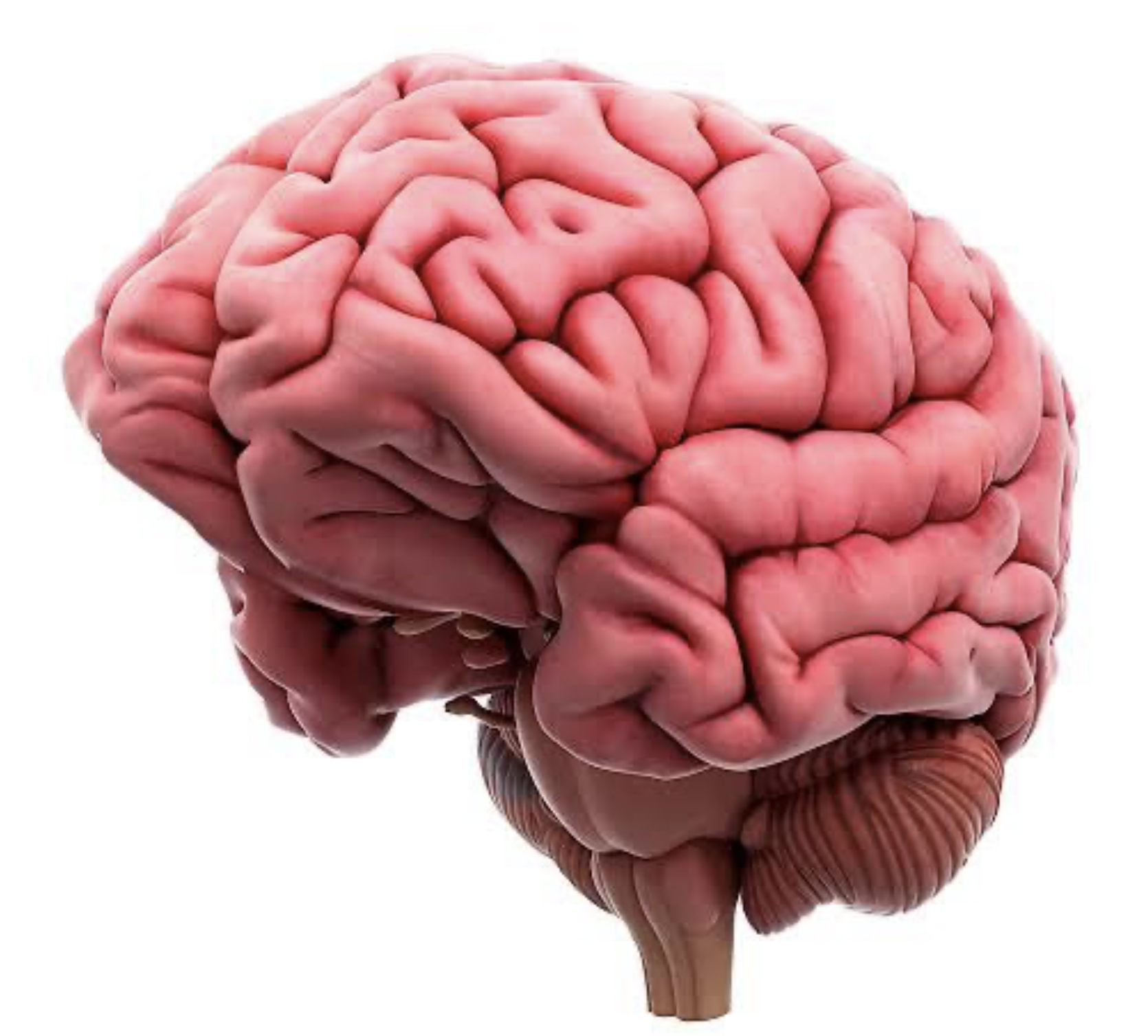 Cerveau